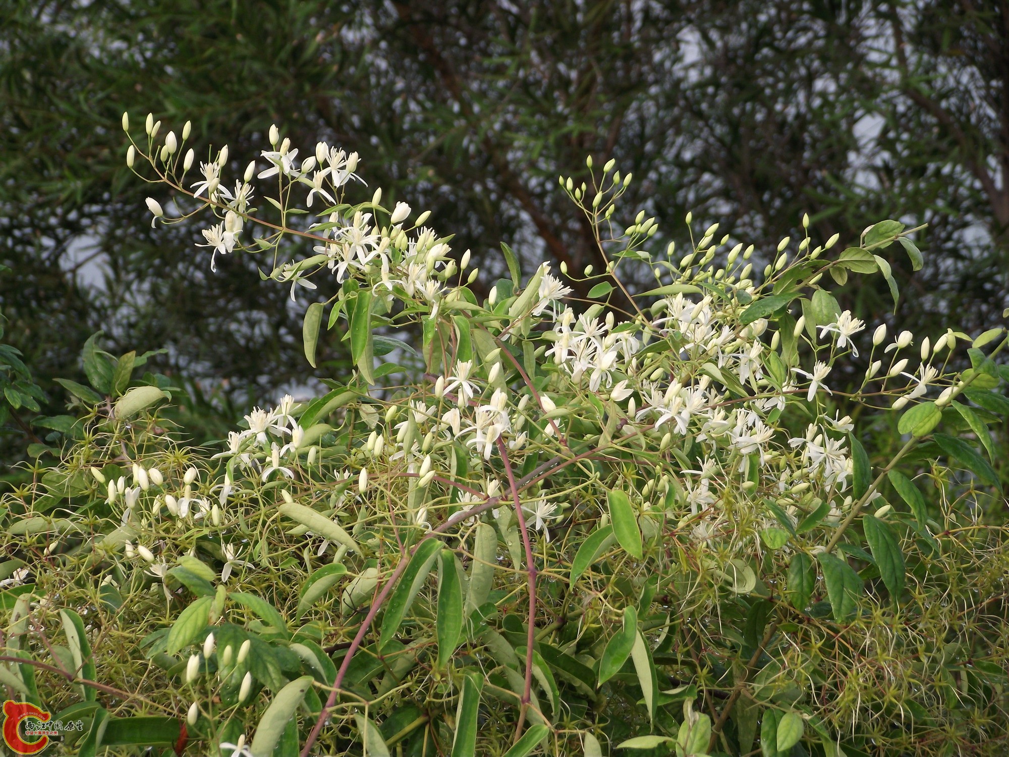 DSCF0195_缩小大小.JPG