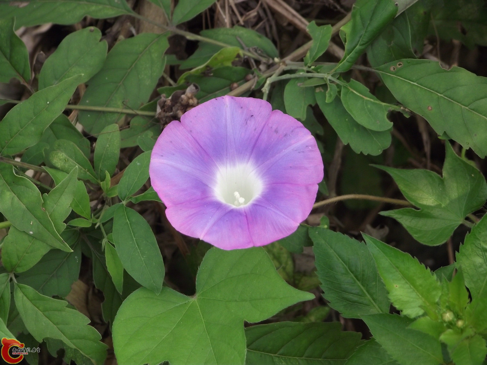DSCF0228_缩小大小.JPG