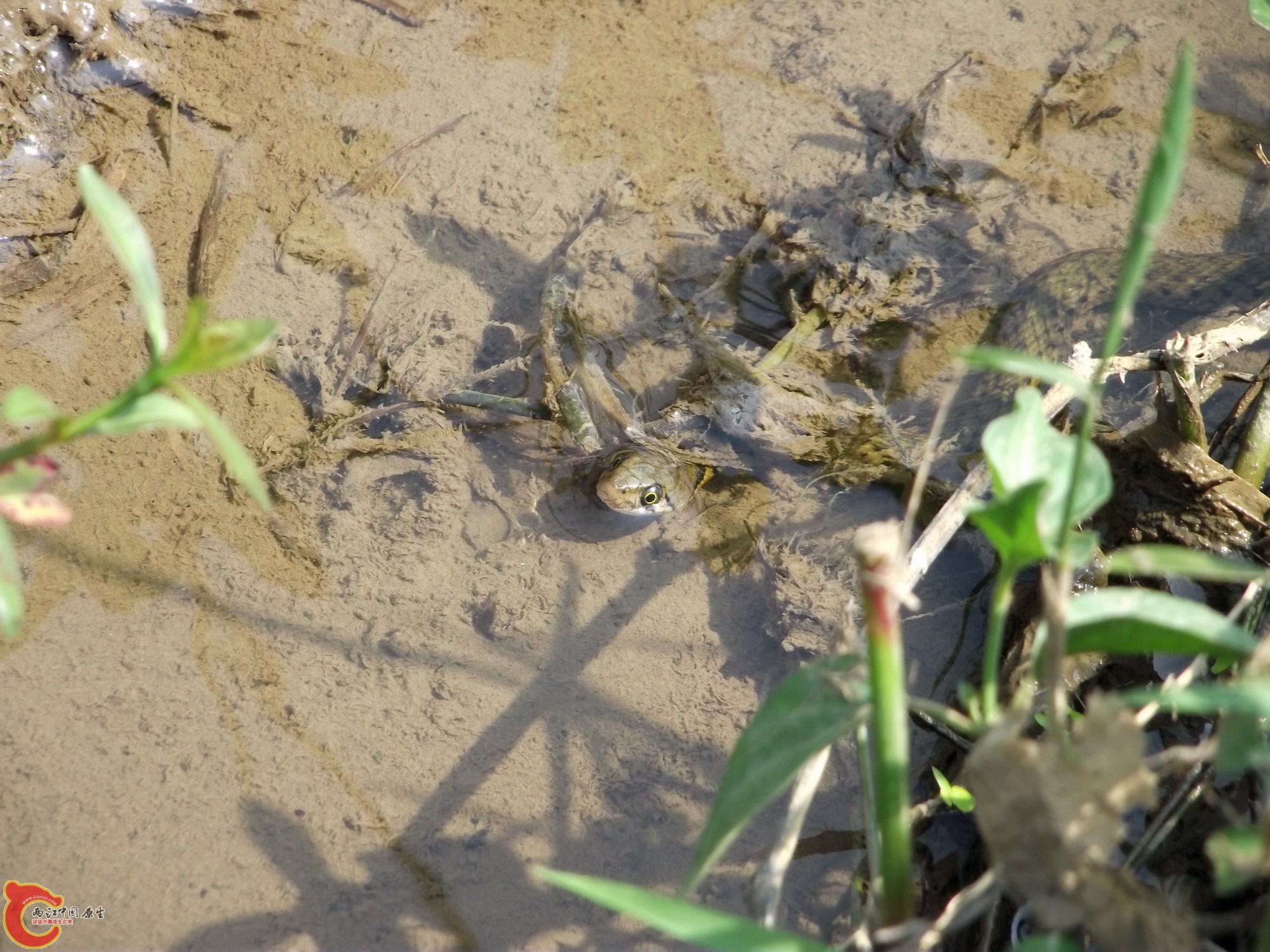 DSCF0365_缩小大小.JPG