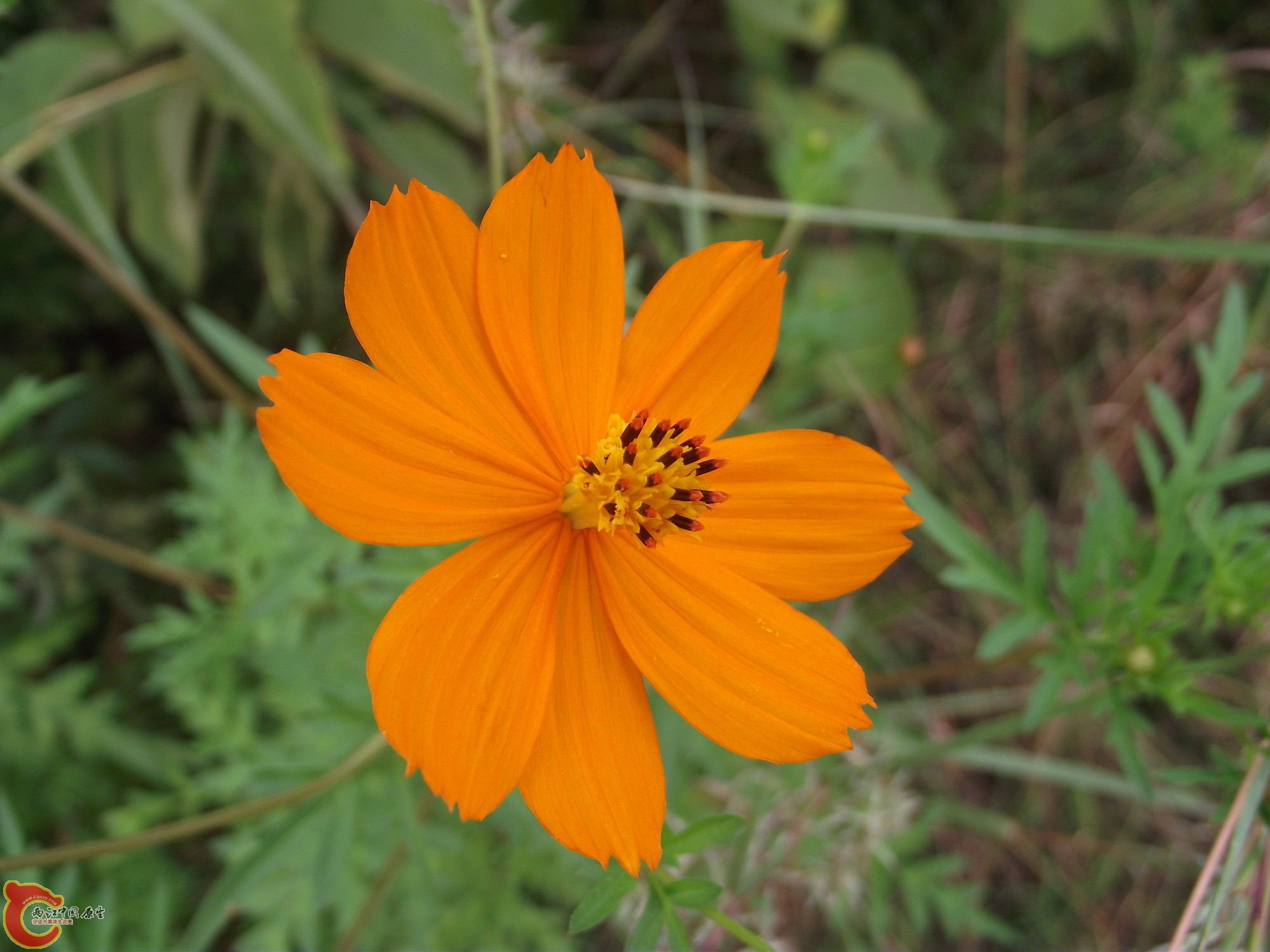 DSCF0368_缩小大小.JPG