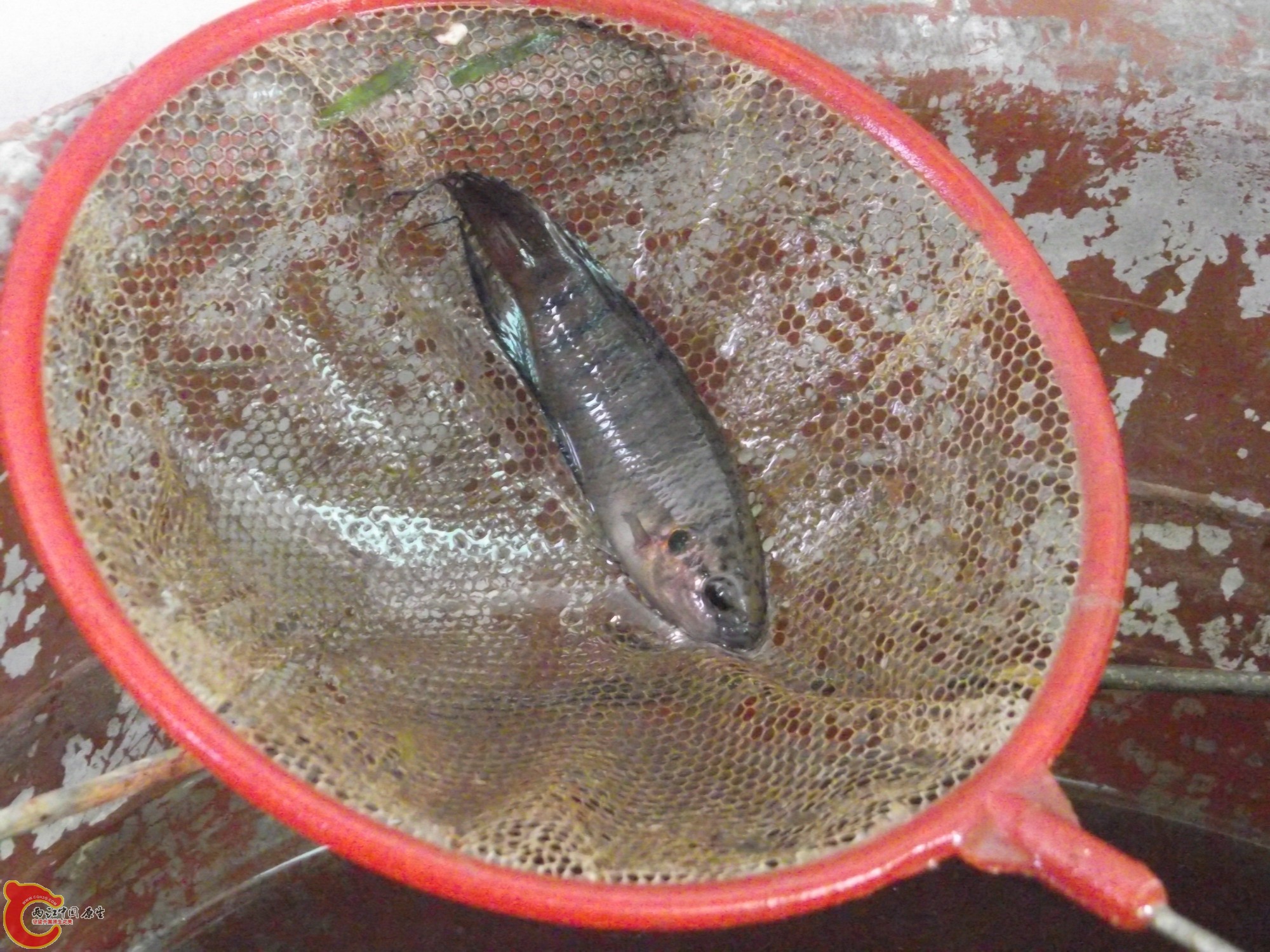 DSCF0332_缩小大小.JPG