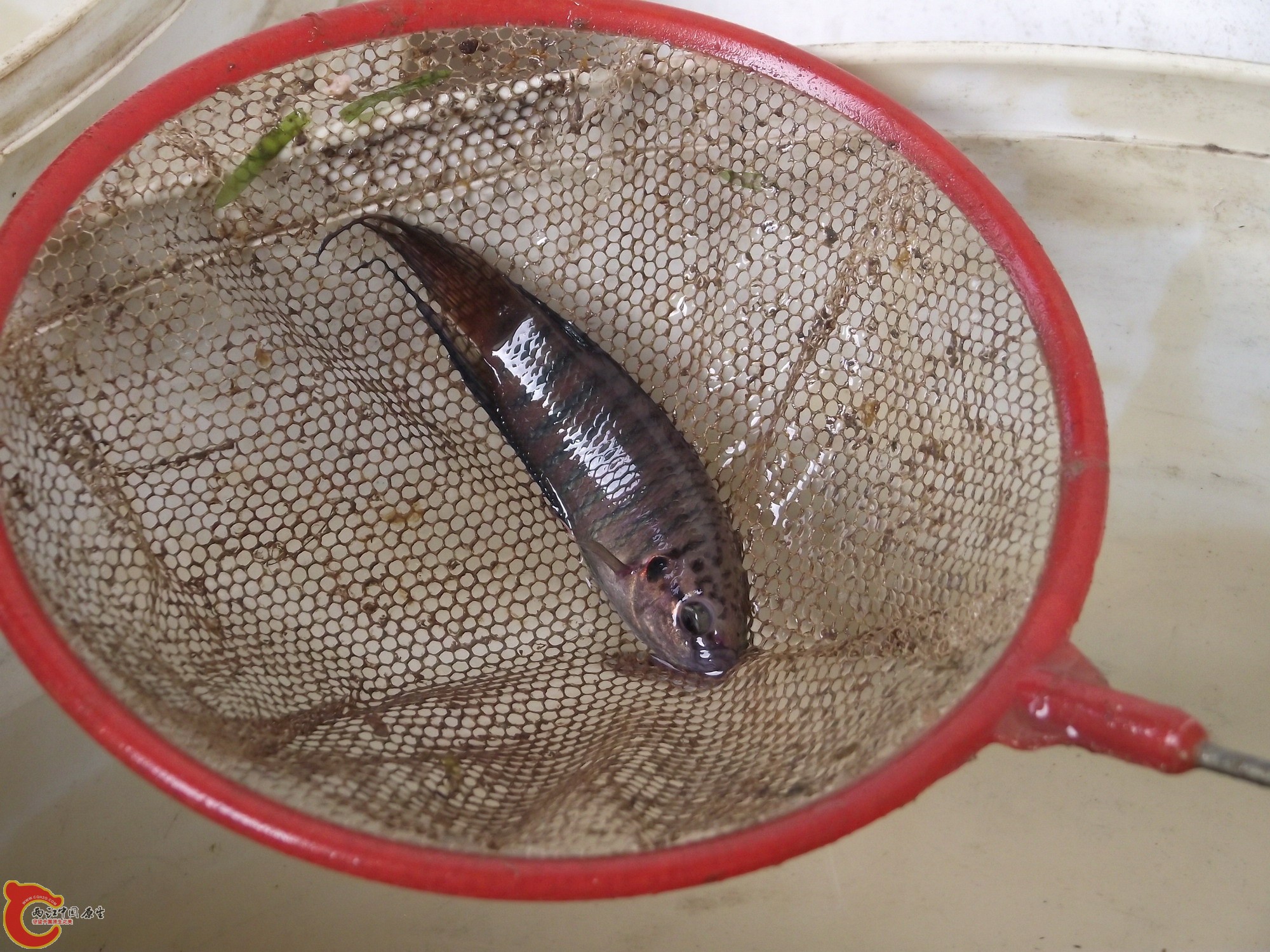 DSCF0333_缩小大小.JPG