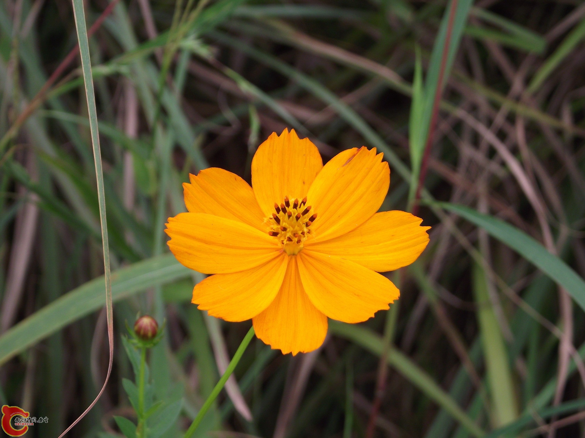 DSCF0375_缩小大小.JPG
