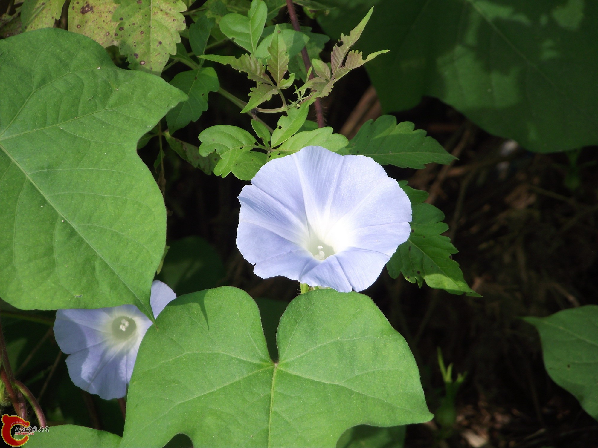 DSCF0381_缩小大小.JPG