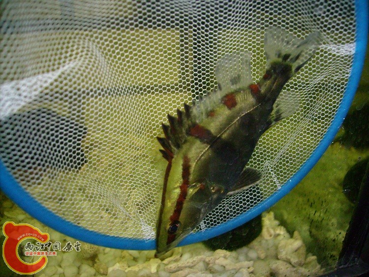 IMGP1780.JPG