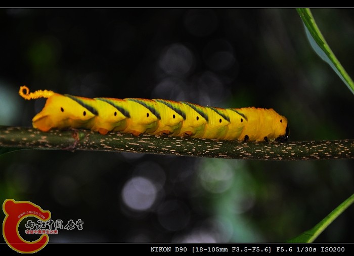 DSC_0696_光影_1.jpg
