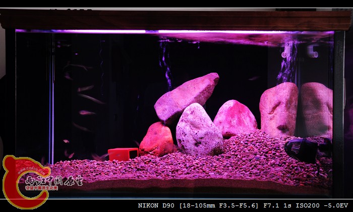 DSC_0723_光影_1.jpg