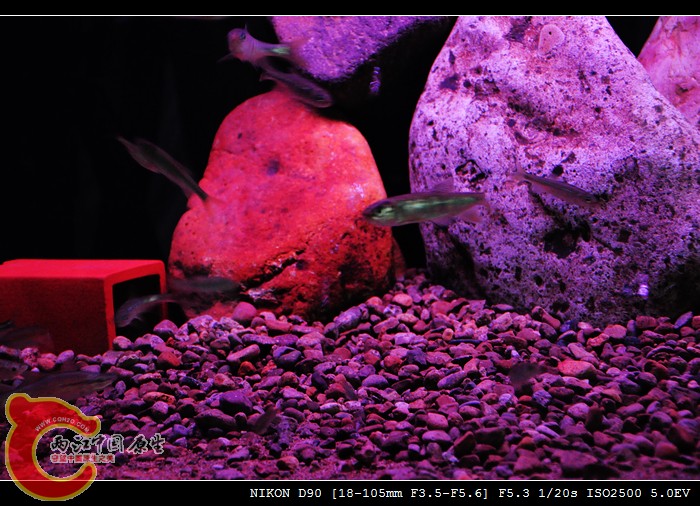 DSC_0730_光影_1.jpg