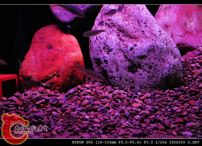 DSC_0731_光影_1.jpg