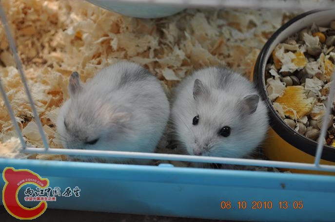 DSC_0685.JPG