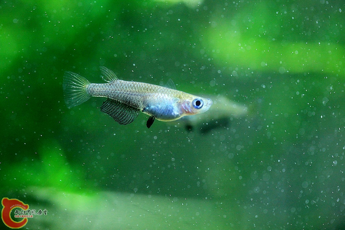 PK中的黑鳍青鳉