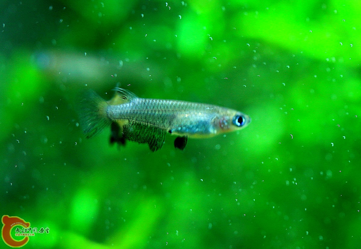 PK中的黑鳍青鳉