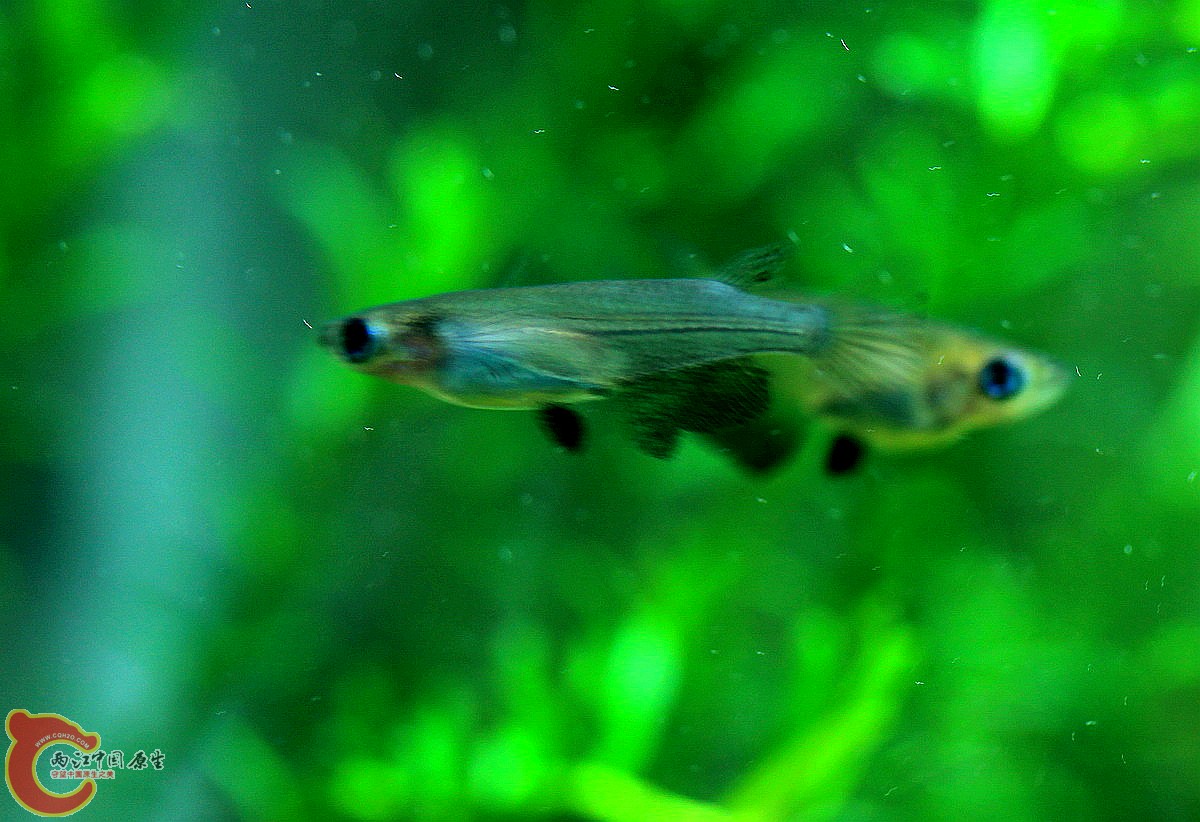 PK中的黑鳍青鳉