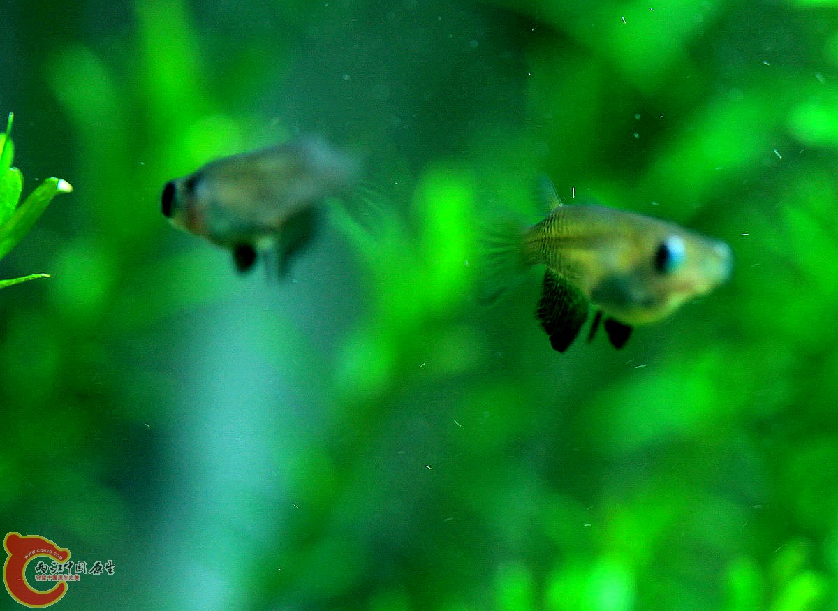 PK中的黑鳍青鳉