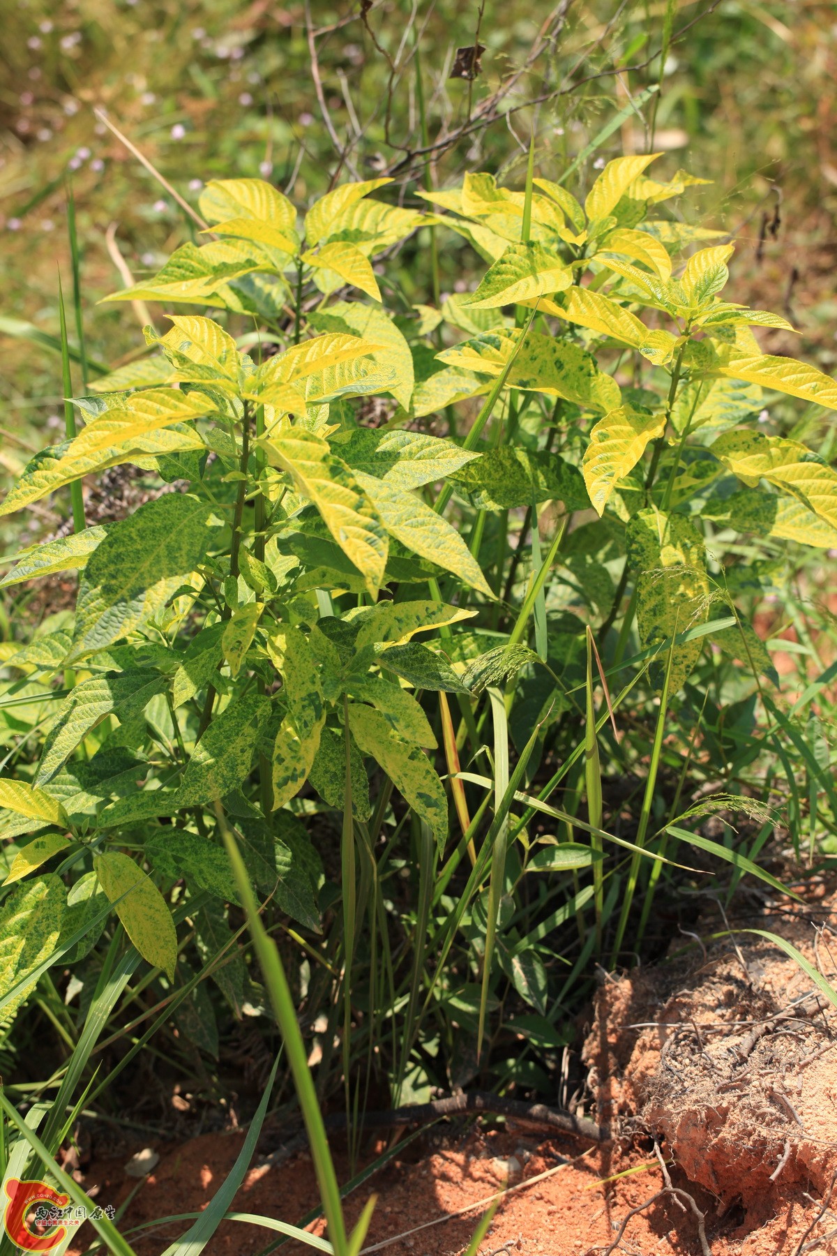 这种草在广州园艺植物里常见