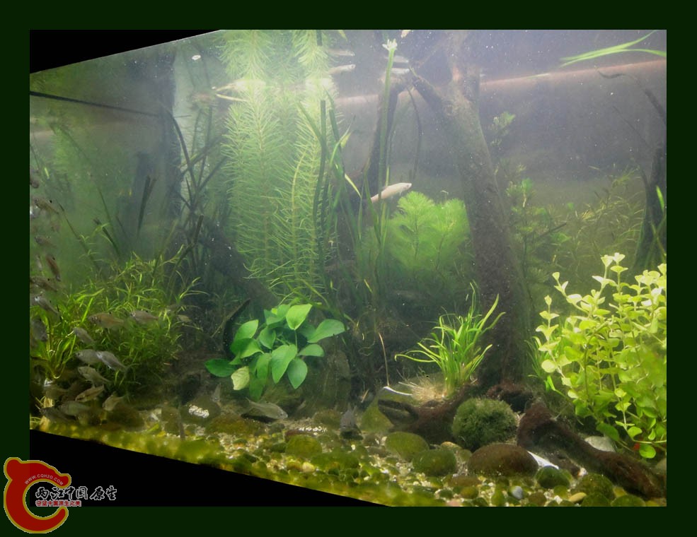 麦穗DSC00002.jpg