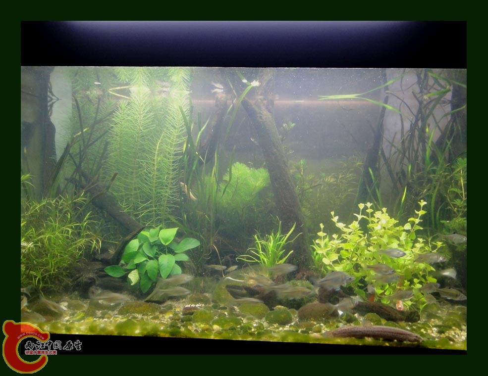 麦穗DSC00001.jpg