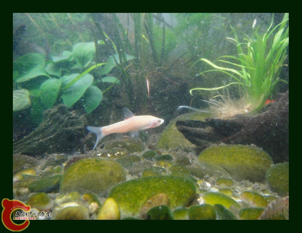 麦穗DSC00044.jpg