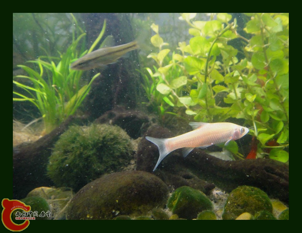 麦穗DSC00226.jpg