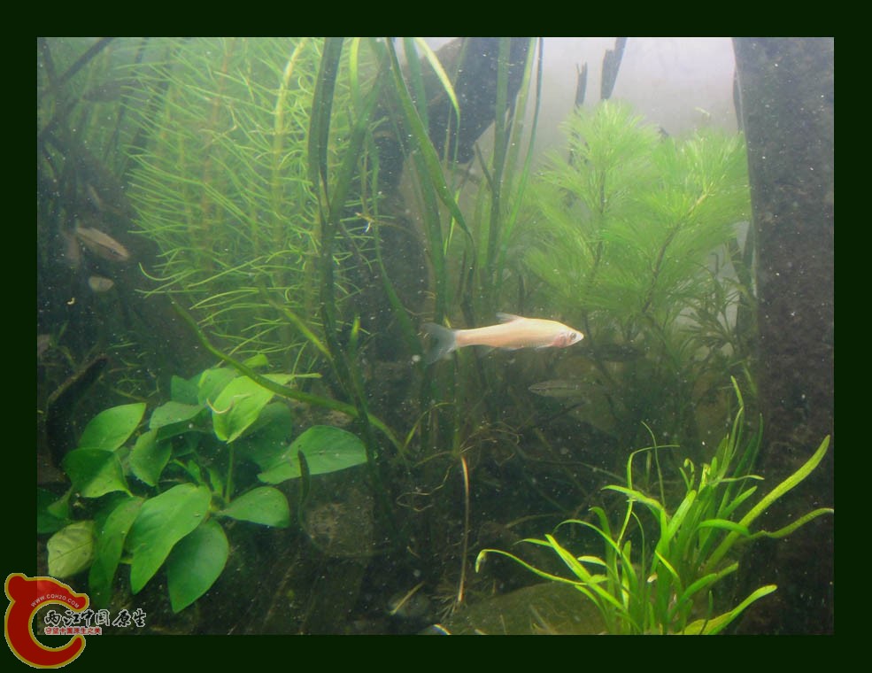 麦穗DSC00008.JPG