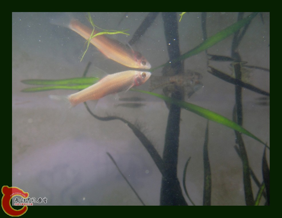 麦穗DSC00123.JPG