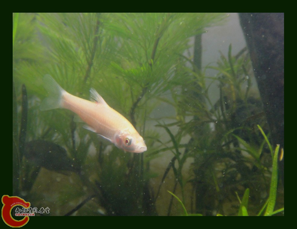 麦穗DSC00211.jpg