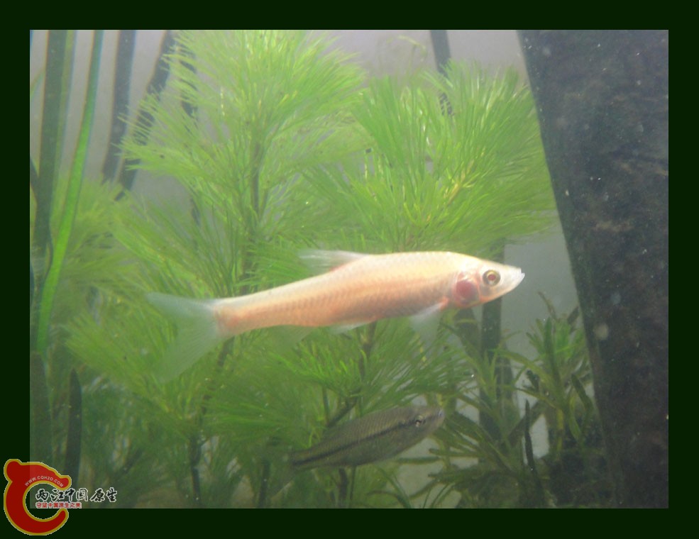 麦穗DSC00202.jpg