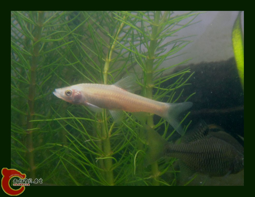 麦穗DSC00127.JPG
