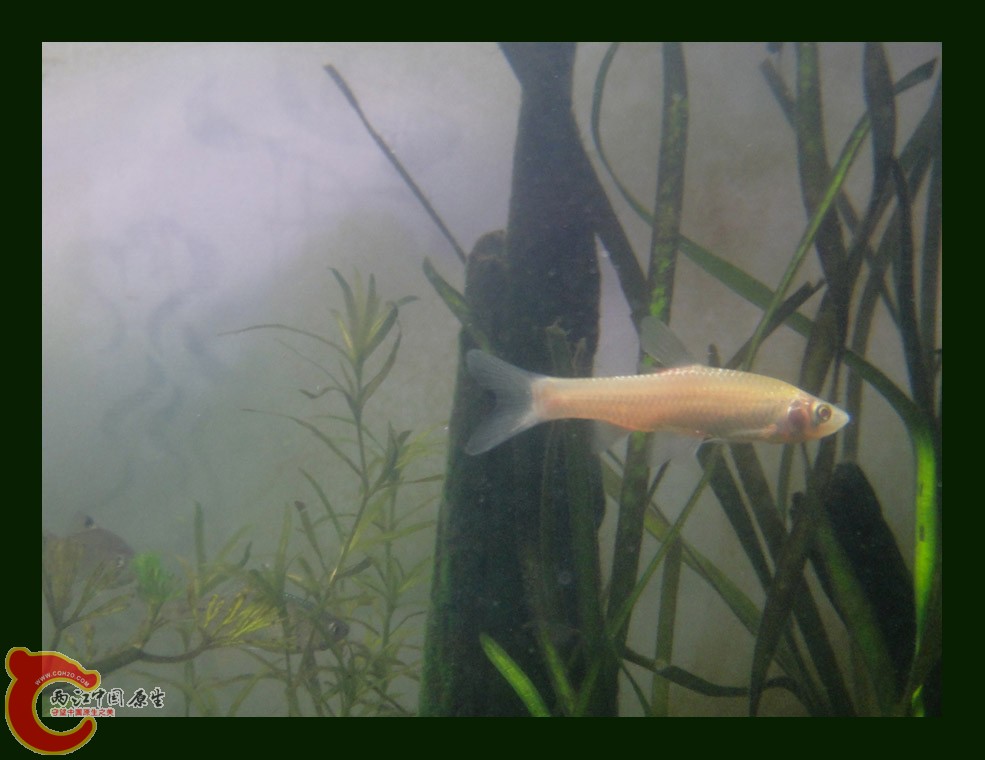 麦穗DSC00124.JPG