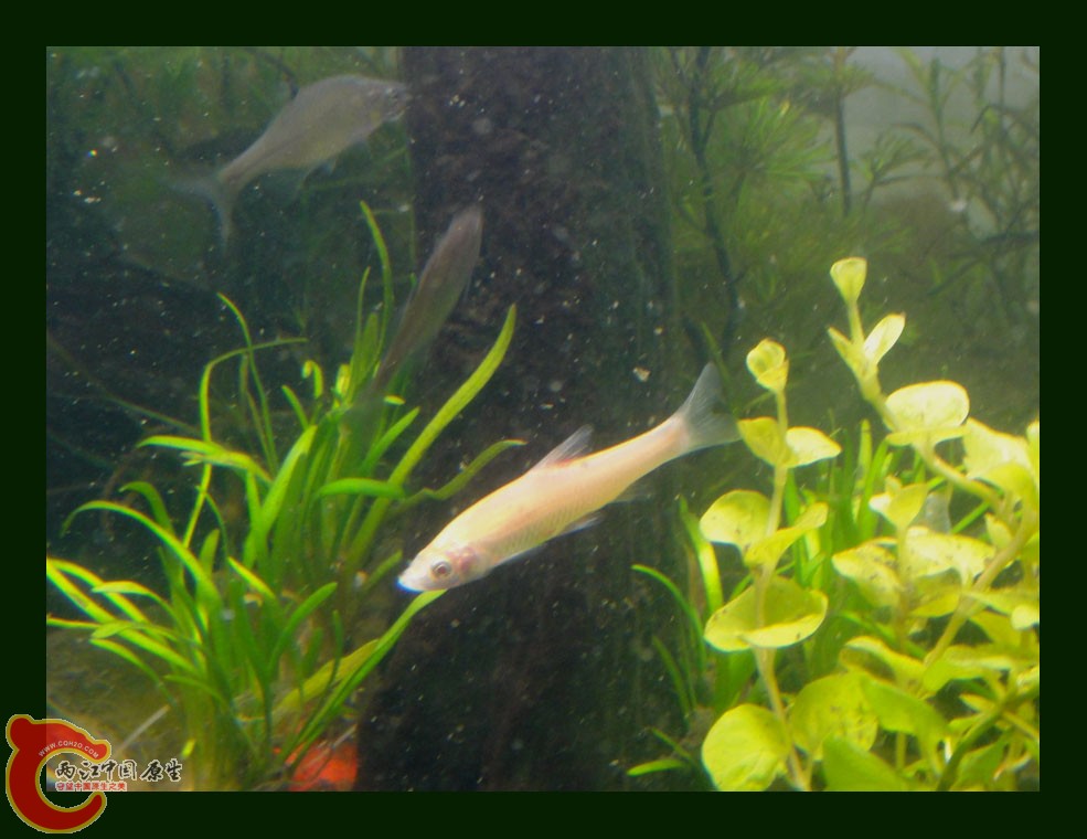 麦穗DSC00247.jpg