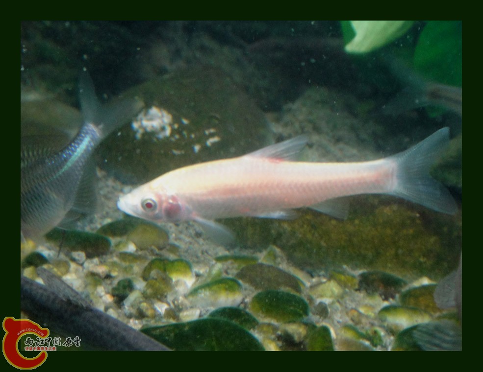 麦穗DSC00251.jpg