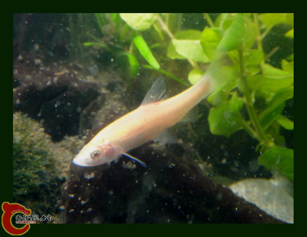 麦穗DSC00248.jpg