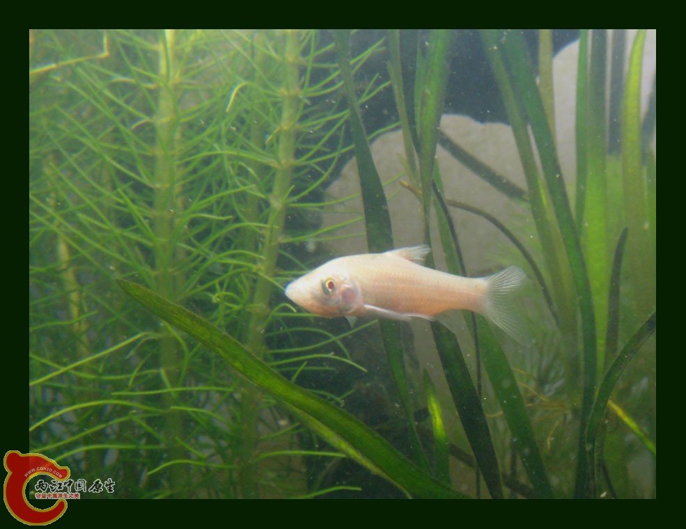 麦穗DSC00262.jpg