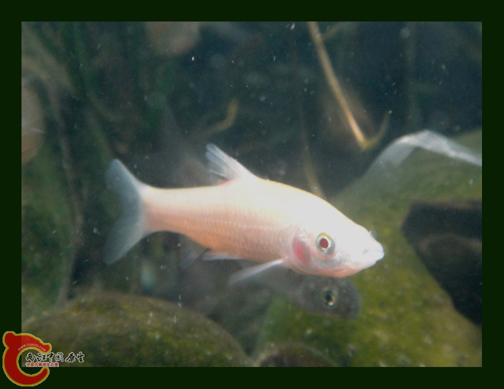麦穗DSC00170.jpg