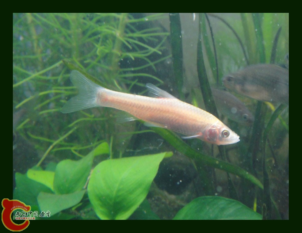 麦穗DSC00264.jpg