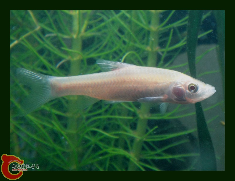 麦穗DSC00269.jpg