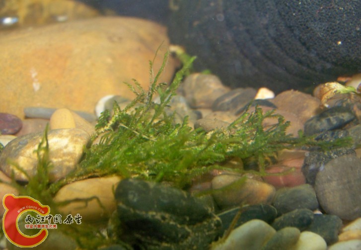 水草和MOSS入缸照.