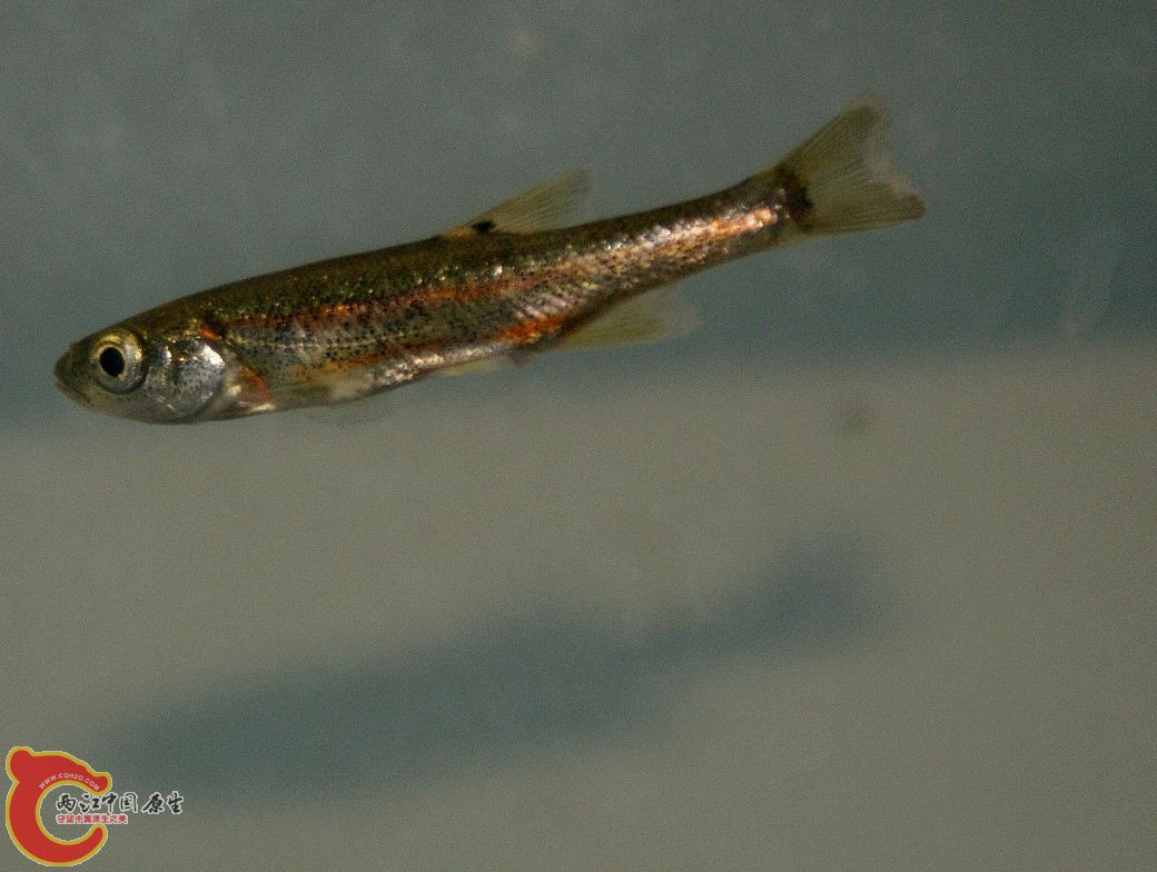 DSC06248.JPG