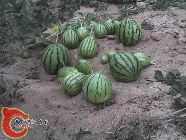 10-10-10_1457.jpg
