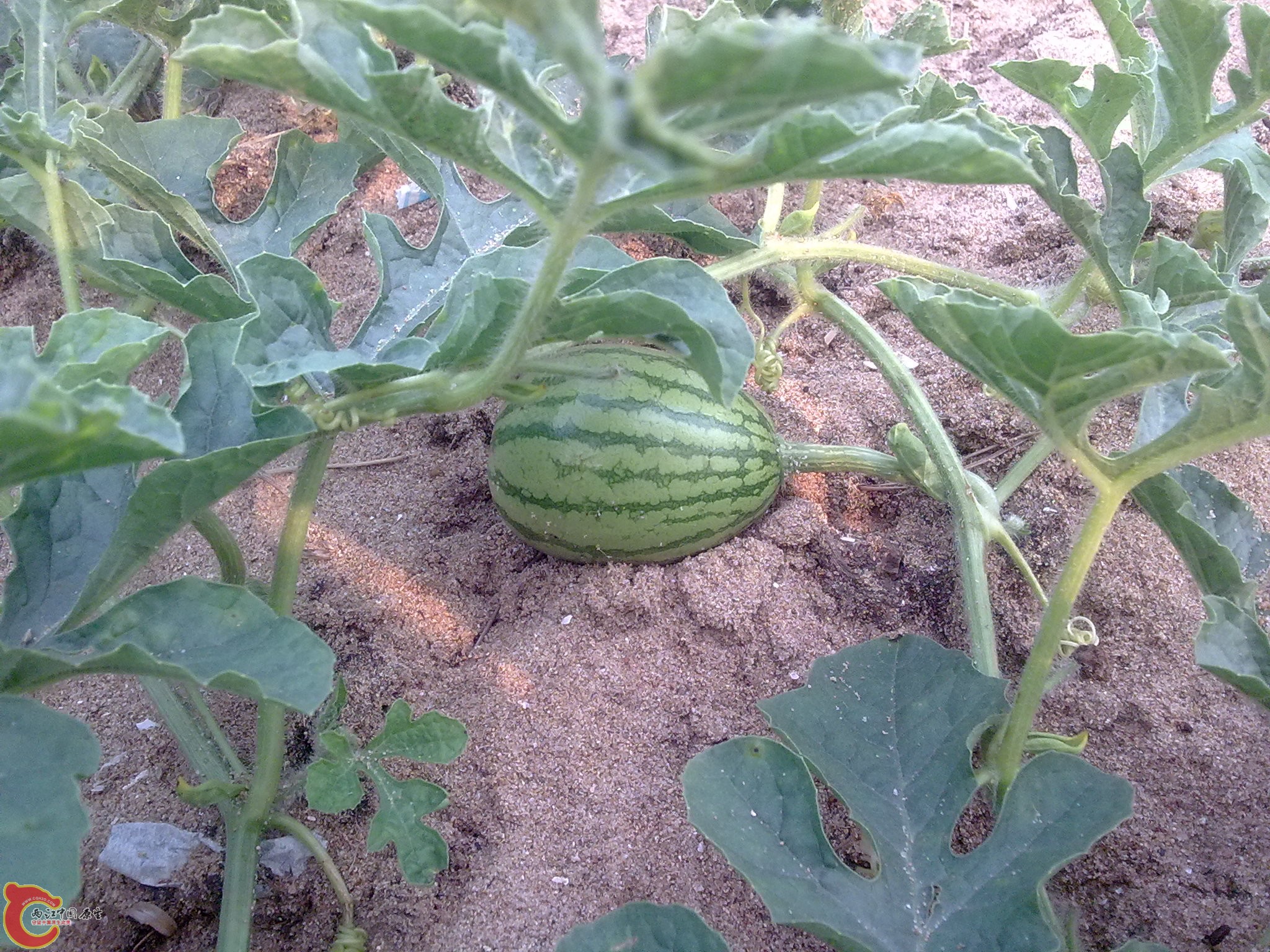 20101009435.jpg