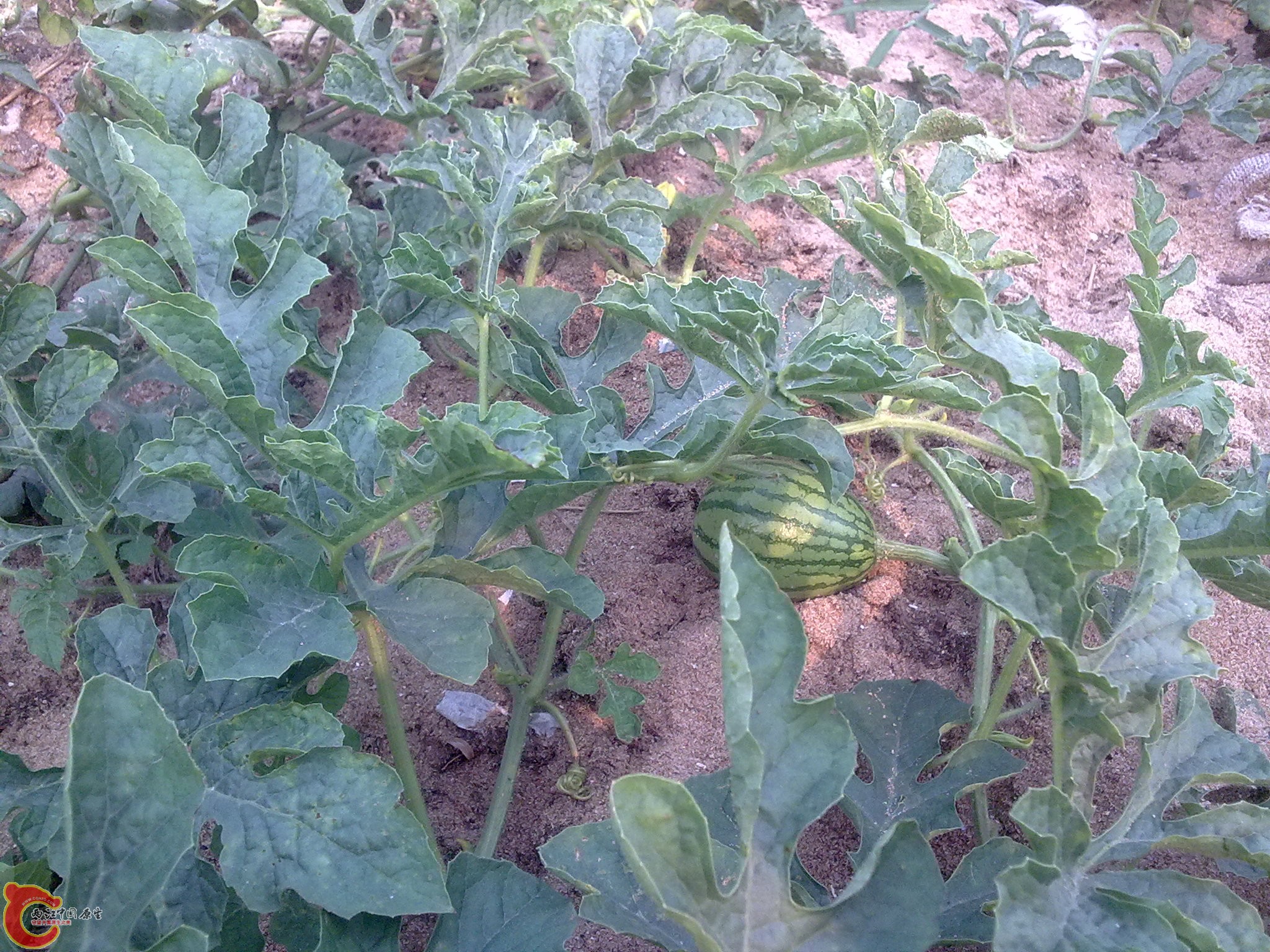20101009436.jpg