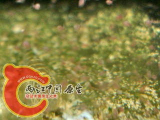 DSC04524.jpg