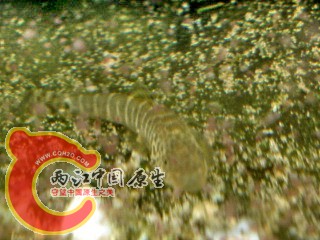 DSC04521.jpg