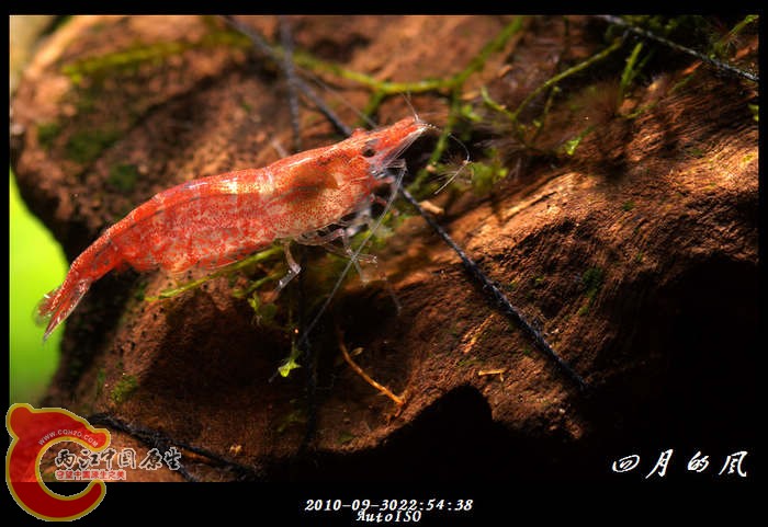 DSC03086c.jpg