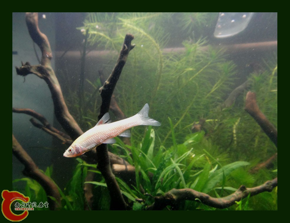 DSC00432.jpg