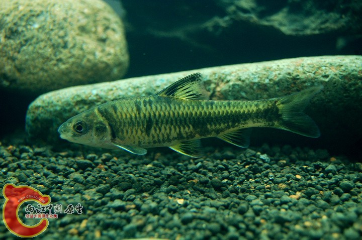 DSC_9928.jpg