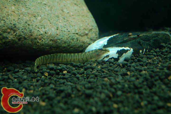 DSC_9963.jpg