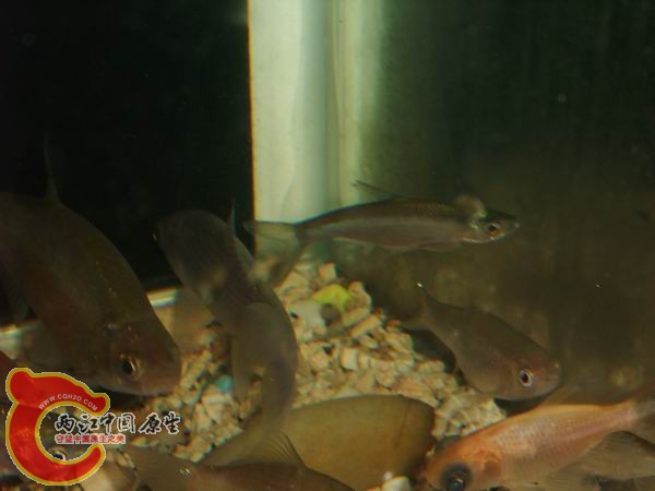 DSCF6598.JPG