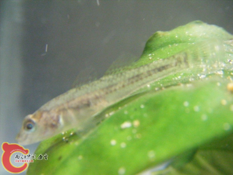 虾虎