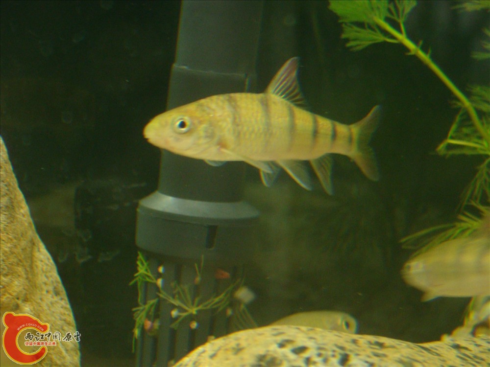 DSC02713.JPG